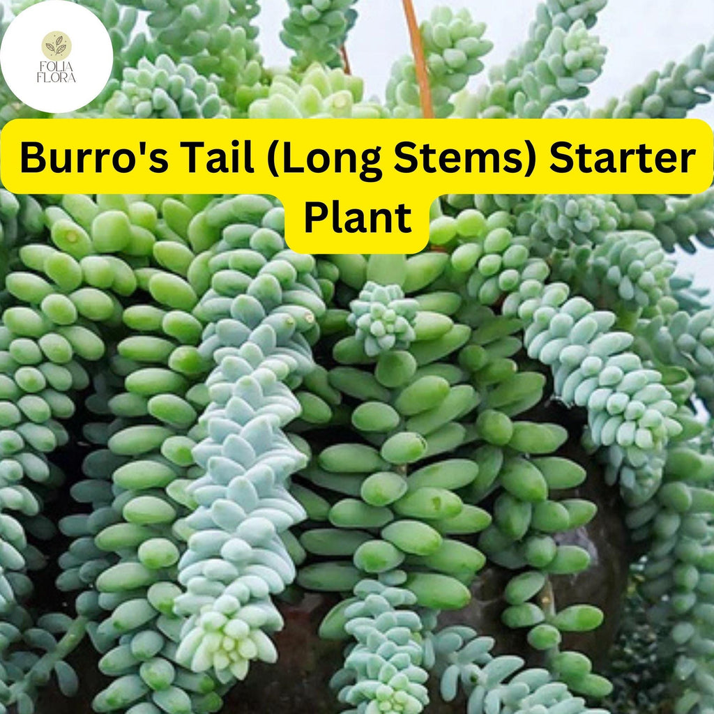1 Burro's Tail Succulent, Sedum morganianum, Live Rooted Plant, Long Stems, 4'' Pot, Easy-Care Indoor Plant