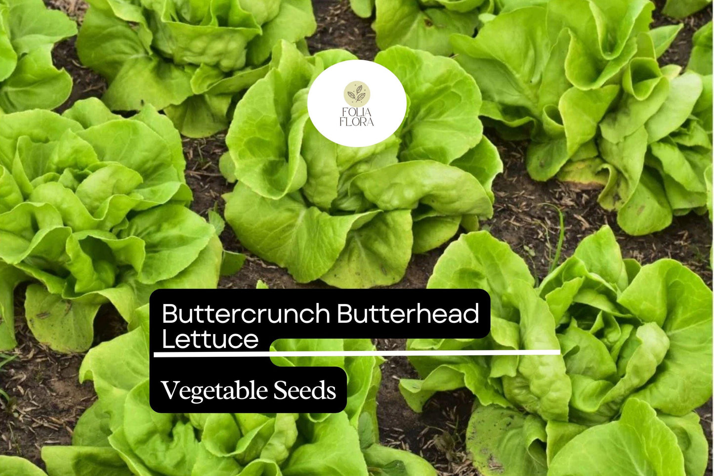 1000 Buttercrunch Lettuce Seeds – Lactuca sativa – Heirloom, Sweet & Buttery, Heat-Tolerant, Perfect for Salads