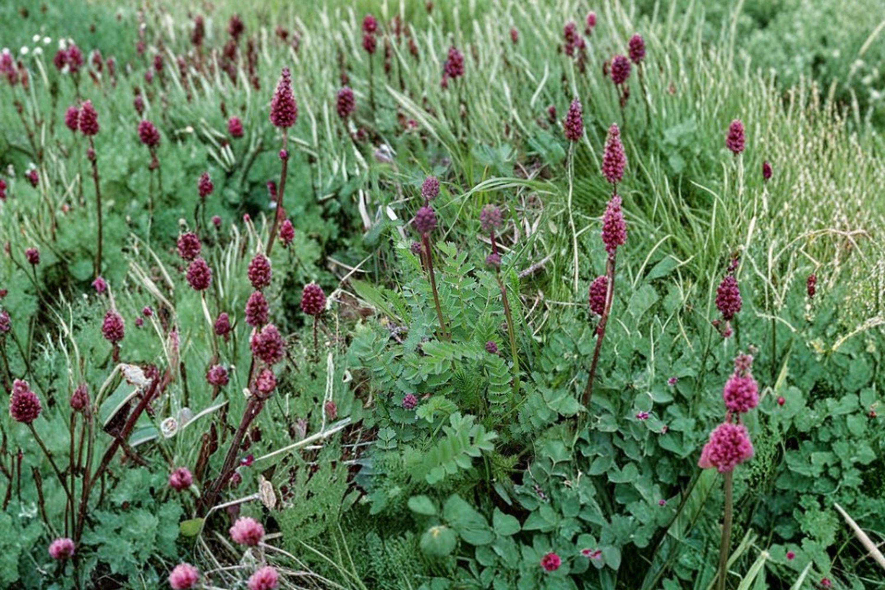Small Burnet – Sanguisorba minor, Perennial Herb | Drought Tolerant (100 Seeds)