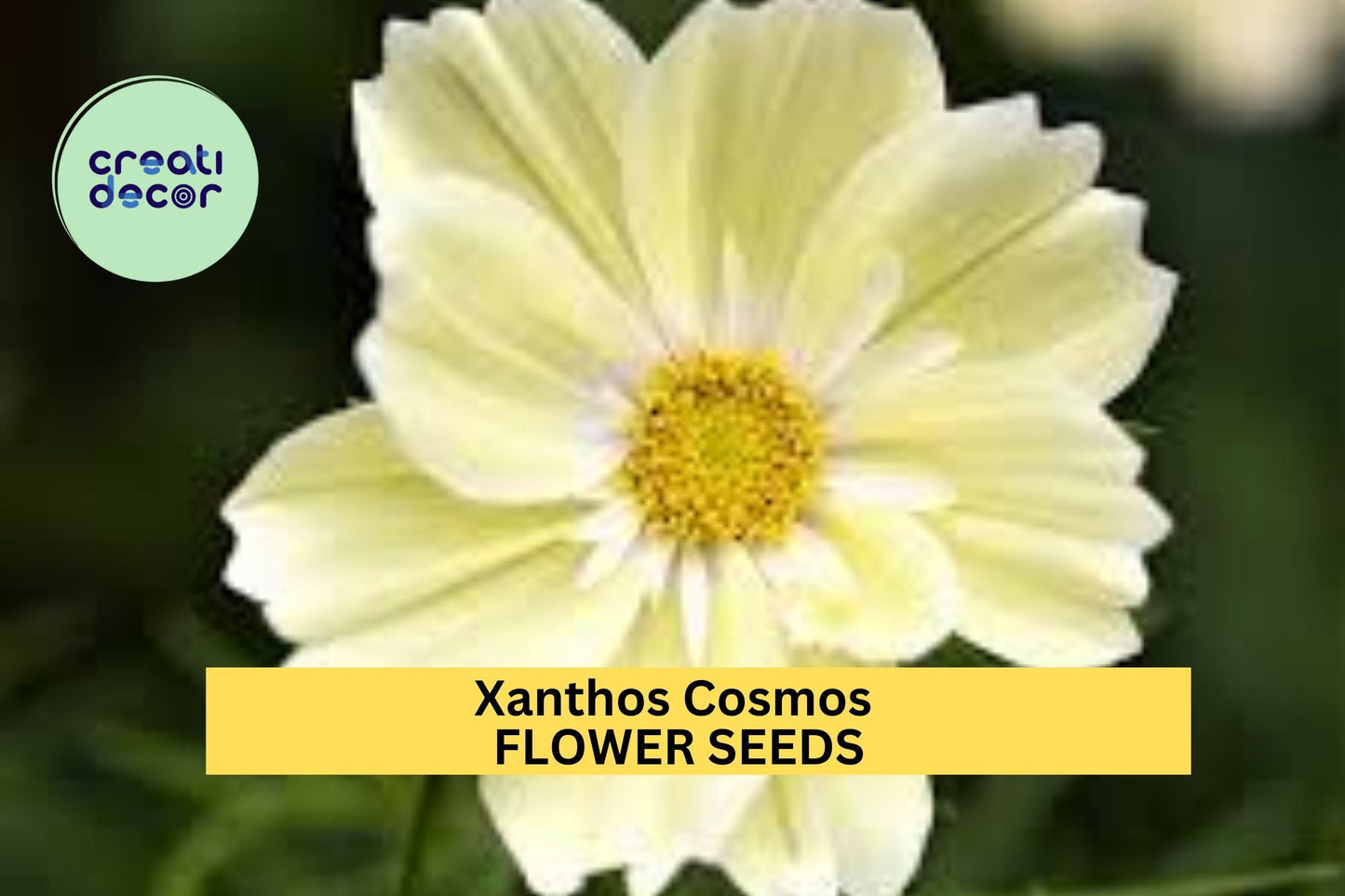 200+ Xanthos Cosmos Seeds – Soft Yellow Blooms for Garden Planting, Compact Pollinator-Friendly Annuals for Beds & Containers – USA