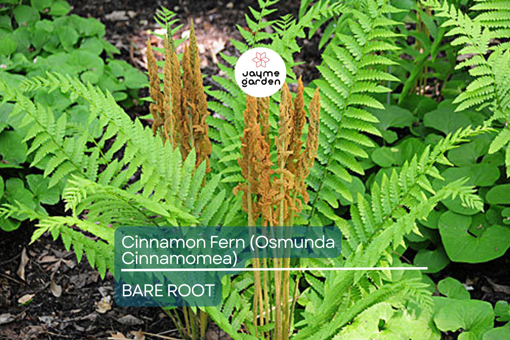 3 Small Bare-Root Cinnamon Ferns (Osmunda cinnamomea) | Lush Perennial, Shade-Loving | Fast Shipping