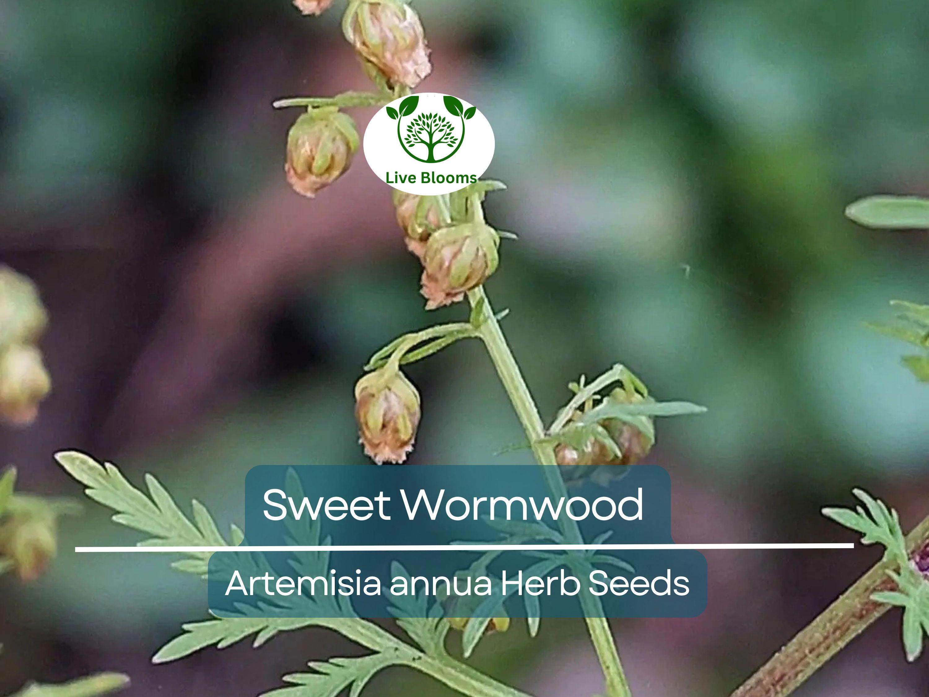 1000 Sweet Wormwood Herb Seeds (Artemisia annua), Sweet Annie Sagewort, Aromatic Herb, Drought-Tolerant, Perfect for Garden & Tea
