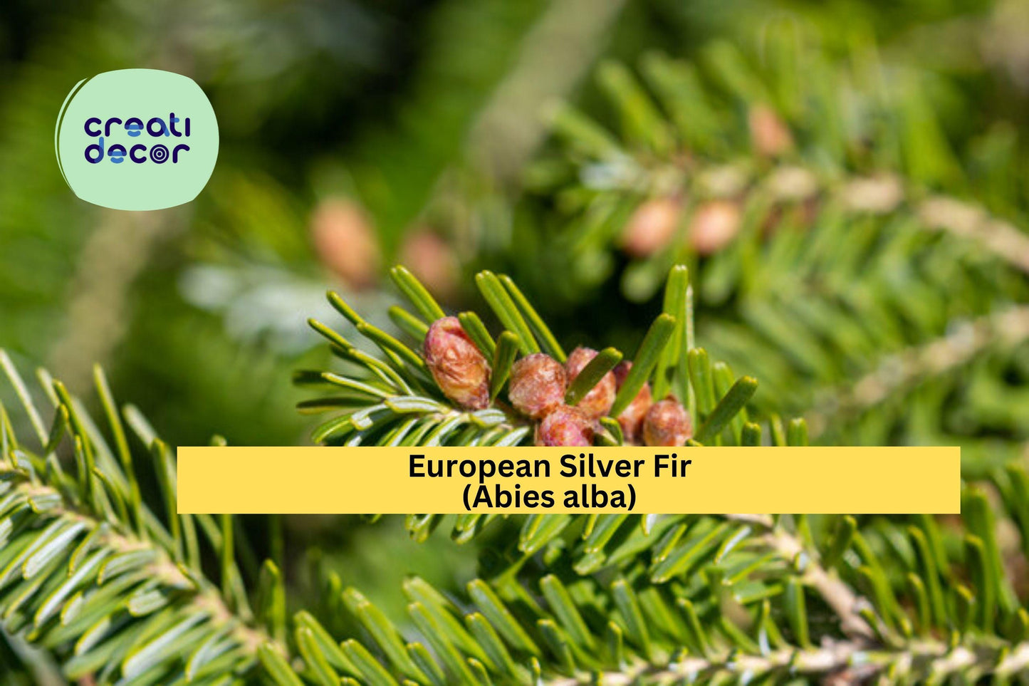 European Silver Fir Seeds (Abies alba) – 10 Hardy Tree Seeds | Evergreen Conifer | Cold Climate | Ornamental Christmas Tree