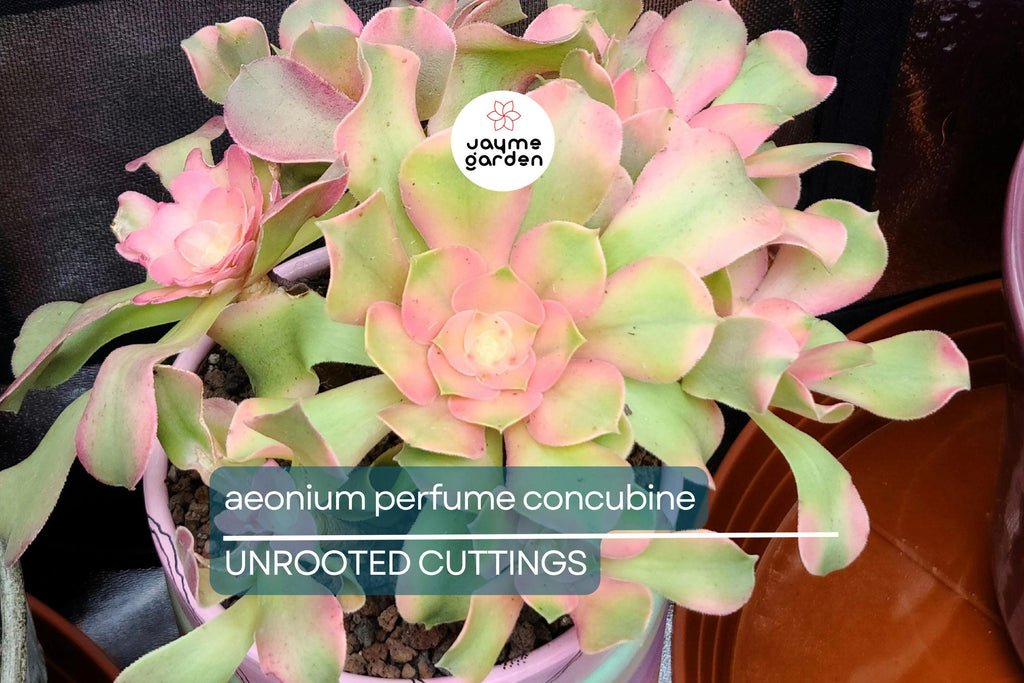 Aeonium 'Perfume Concubine' Cutting | Fresh Succulent Cutting | 2.5-Inch Rosette | Unique Collector Variety | Easy to Grow