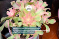 Aeonium 'Perfume Concubine' Cutting | Fresh Succulent Cutting | 2.5-Inch Rosette | Unique Collector Variety | Easy to Grow