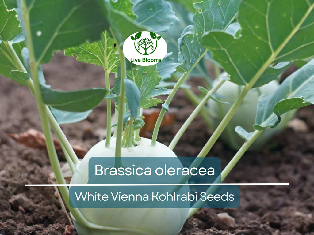 150 Seeds White Vienna Kohlrabi - Brassica oleracea, Heirloom Veggie, Non-GMO, Fast Growing, Nutritious, Easy to Grow for Gardeners