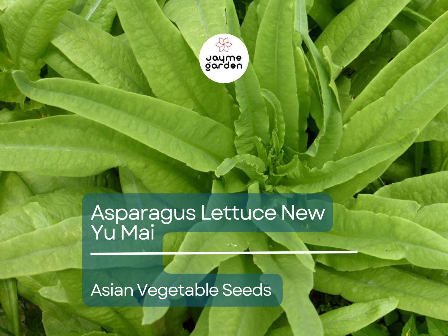 500mg Asparagus Lettuce Seeds - New Yu Mai Variety - Celtuce Heirloom Non-GMO for Crisp Stems & Leaves - Asian Greens for Garden Containers