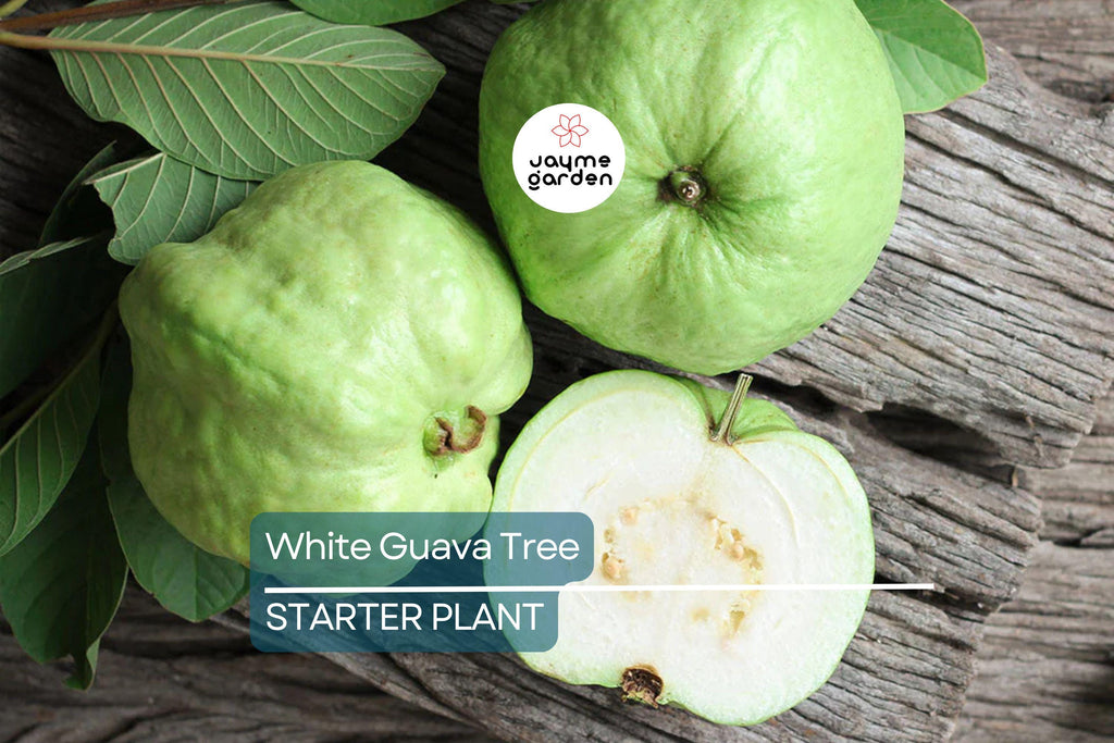 White Guava Tree Seedling - Tropical Live Plant with Pot - Ready to Plant, Sweet White Guava Fruit
