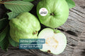White Guava Tree Seedling - Tropical Live Plant with Pot - Ready to Plant, Sweet White Guava Fruit