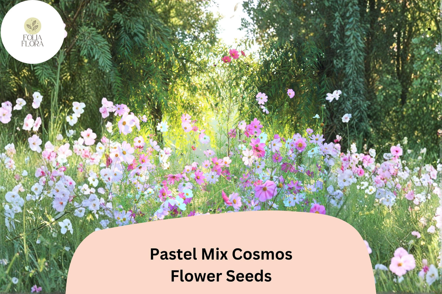 200+ Pastel Mix Cosmos Seeds | Cosmos Bipinnatus Soft Pink, White & Peach Blooms | Garden Flower Seeds