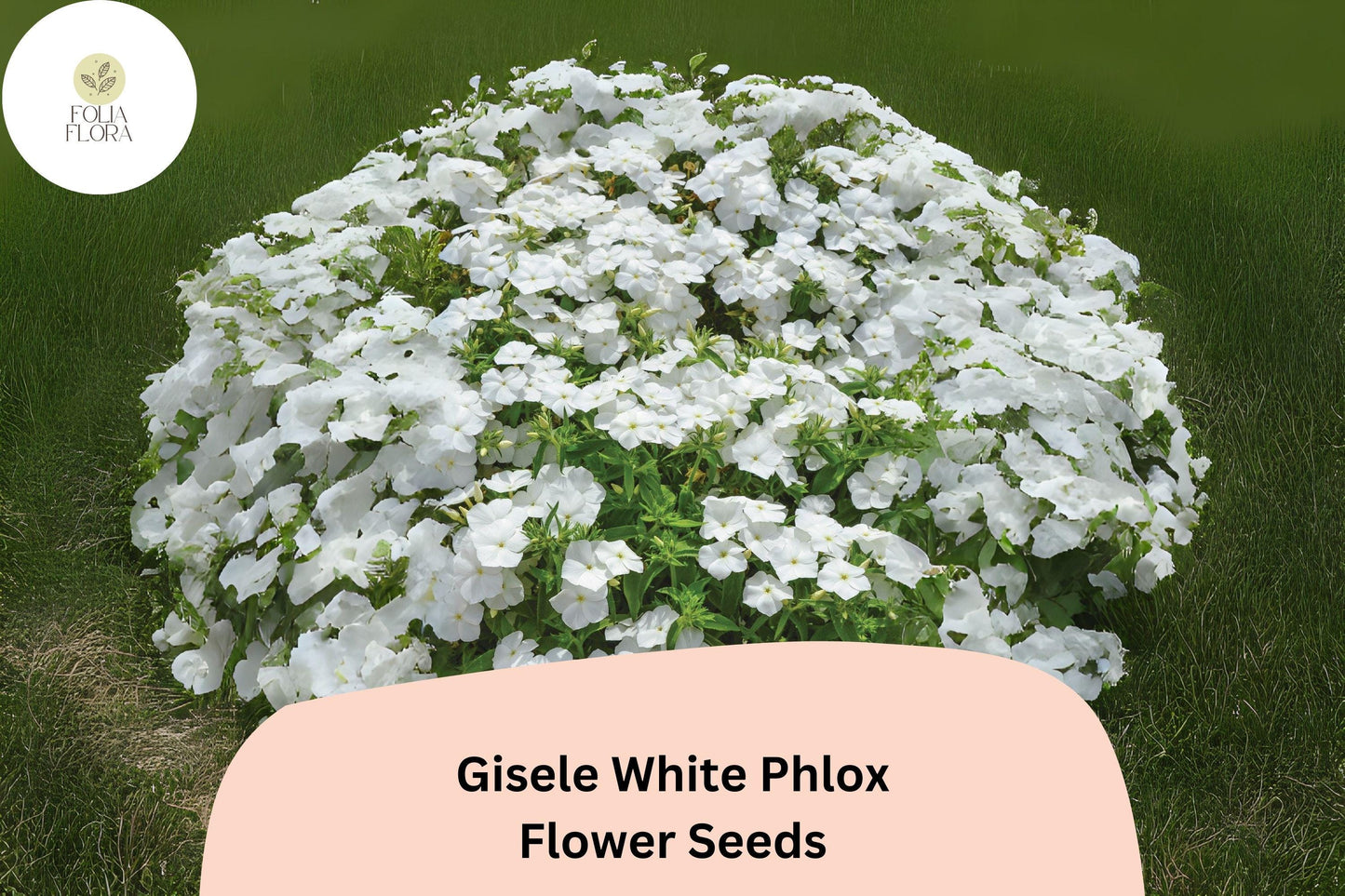 100+ Gisele White Phlox Seeds – Annual Garden Flowers, Phlox drummondii