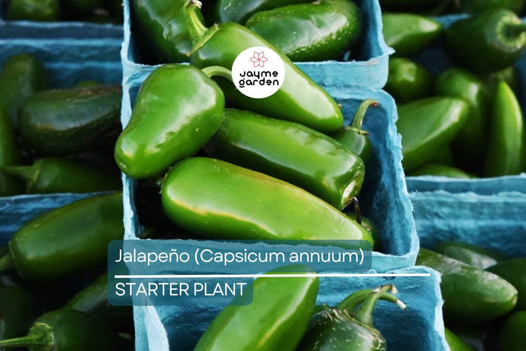 Jalapeño Starter Plant (12"-24") | Mild to Moderate Heat | Perfect for Gardens or Containers | Easy to Grow Pepper Plant