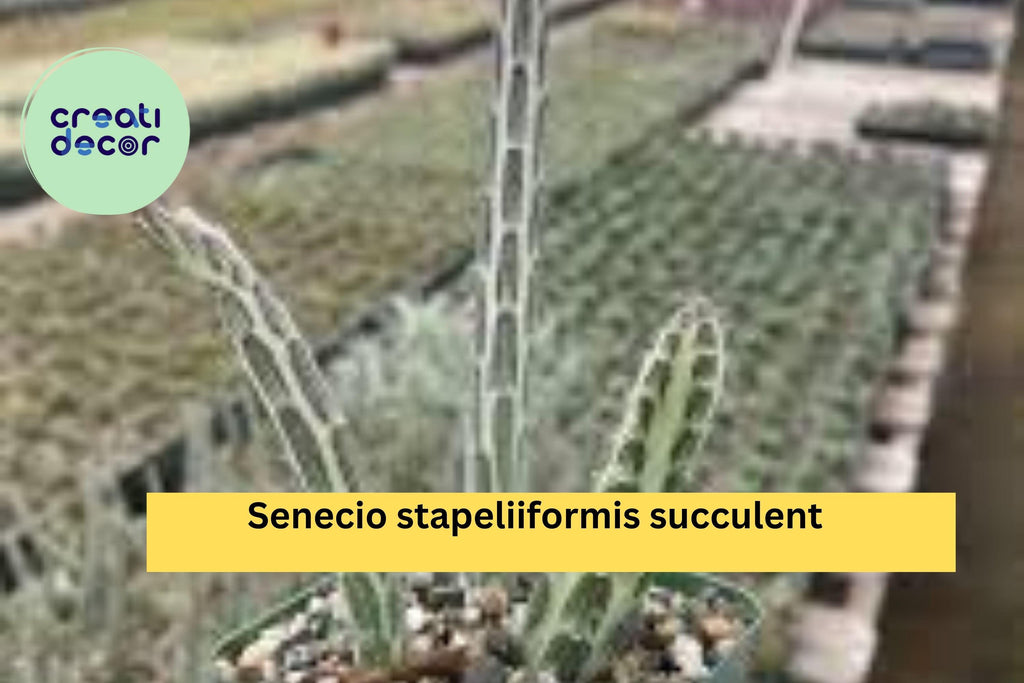 Senecio Stapeliiformis Pickle Plant – Live Rooted Succulent in 4" Pot, Easy-Care Indoor or Outdoor Cactus-Like Plant, Unique Striped Stems