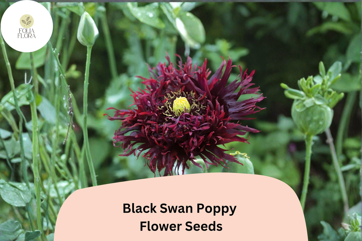 200+ Black Swan Poppy Seeds | Papaver somniferum | Deep Dark Blooms | Easy Garden Annual Flower Seeds for Beds & Pots