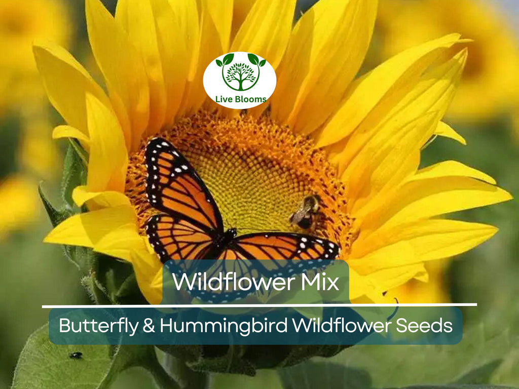 1000 Seeds Wildflower Mix Butterfly & Hummingbird - Heirloom, Non-GMO, Pollinator-Friendly, Attracts Bees, Butterflies, and Hummingbirds