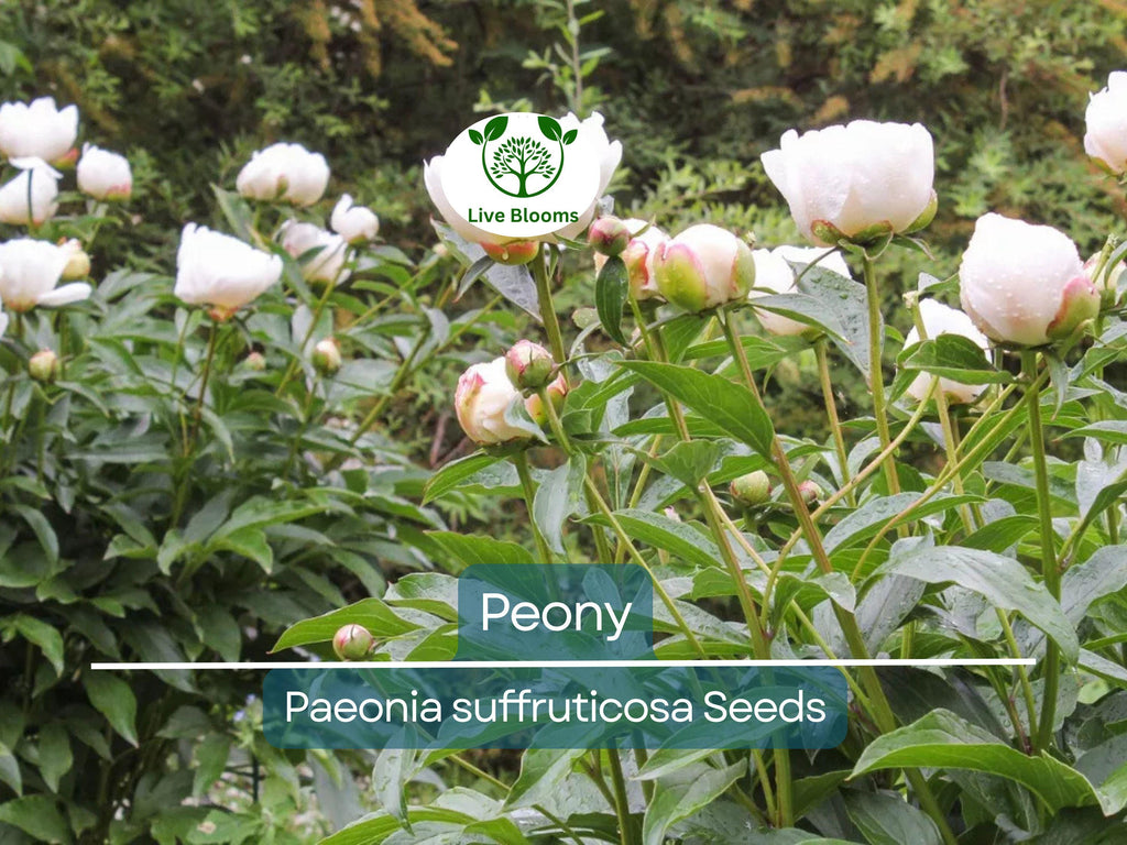 10 Peony Seeds Mix (Paeonia suffruticosa) Tree Bush Flower - Hardy, Colorful Blossoms for Garden, Perennial, Rare Peony Varieties