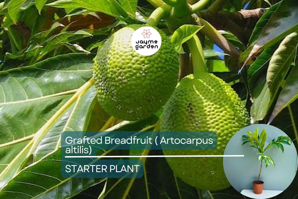 Grafted Breadfruit Tree (Artocarpus altilis) – Tropical Live Fruit Tree, 3′-4′ Tall, Fast Yield & High-Quality Fruit