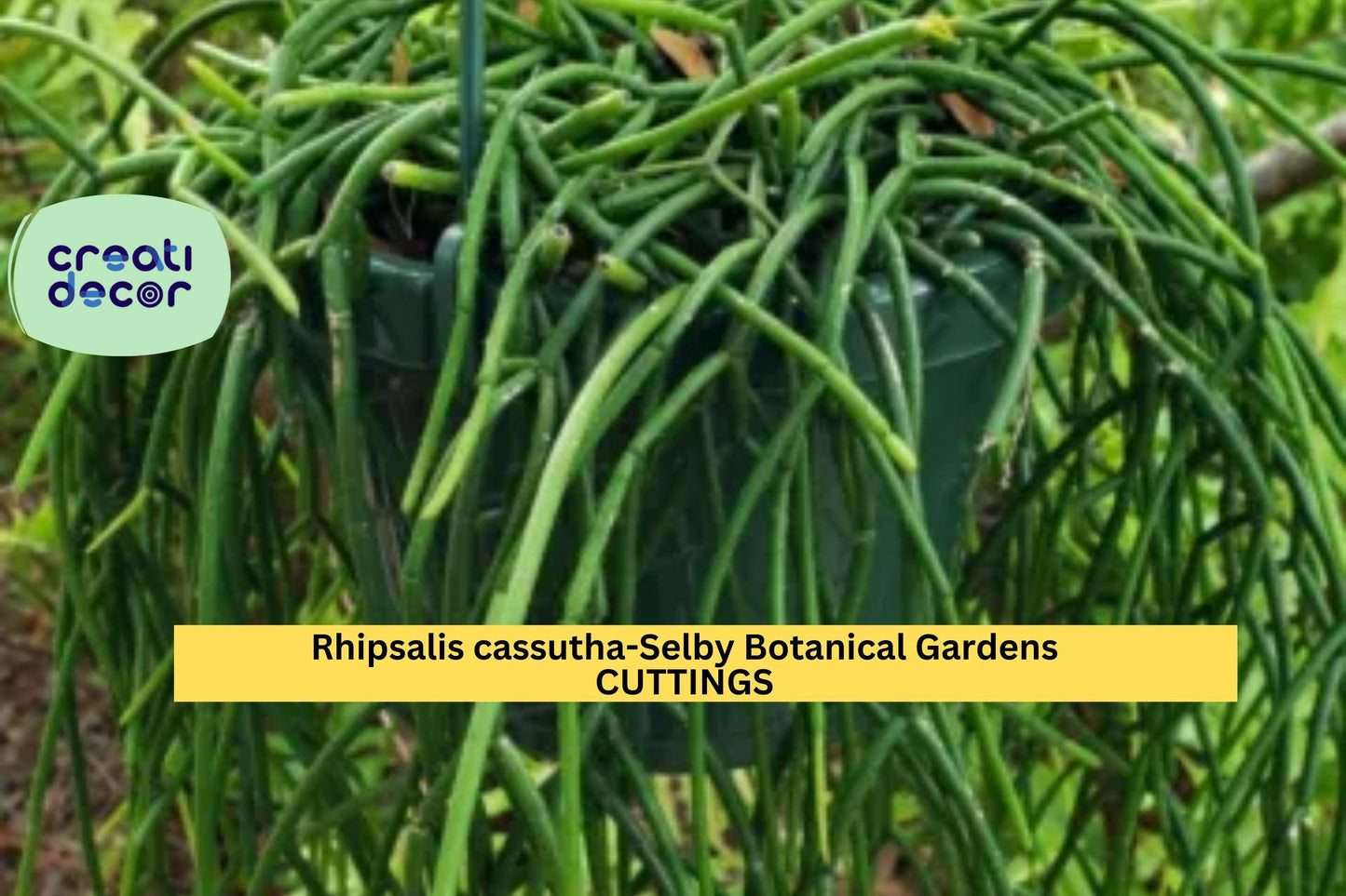 5 Rhipsalis Cassutha Cuttings | 4" Trailing Cactus Starter | Selby Botanical Gardens Lineage | Easy Indoor Hanging Plant