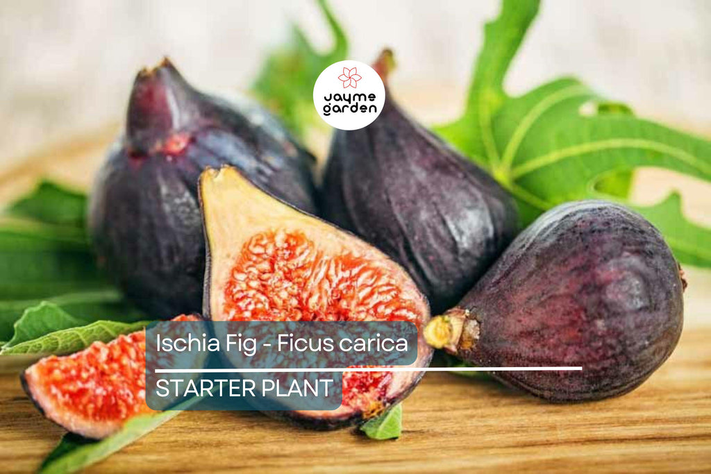 Ischia Fig - Ficus carica | Live Well-Rooted Starter Plant | Spring Special | Sweet Berry Flavor | Zone 6-9