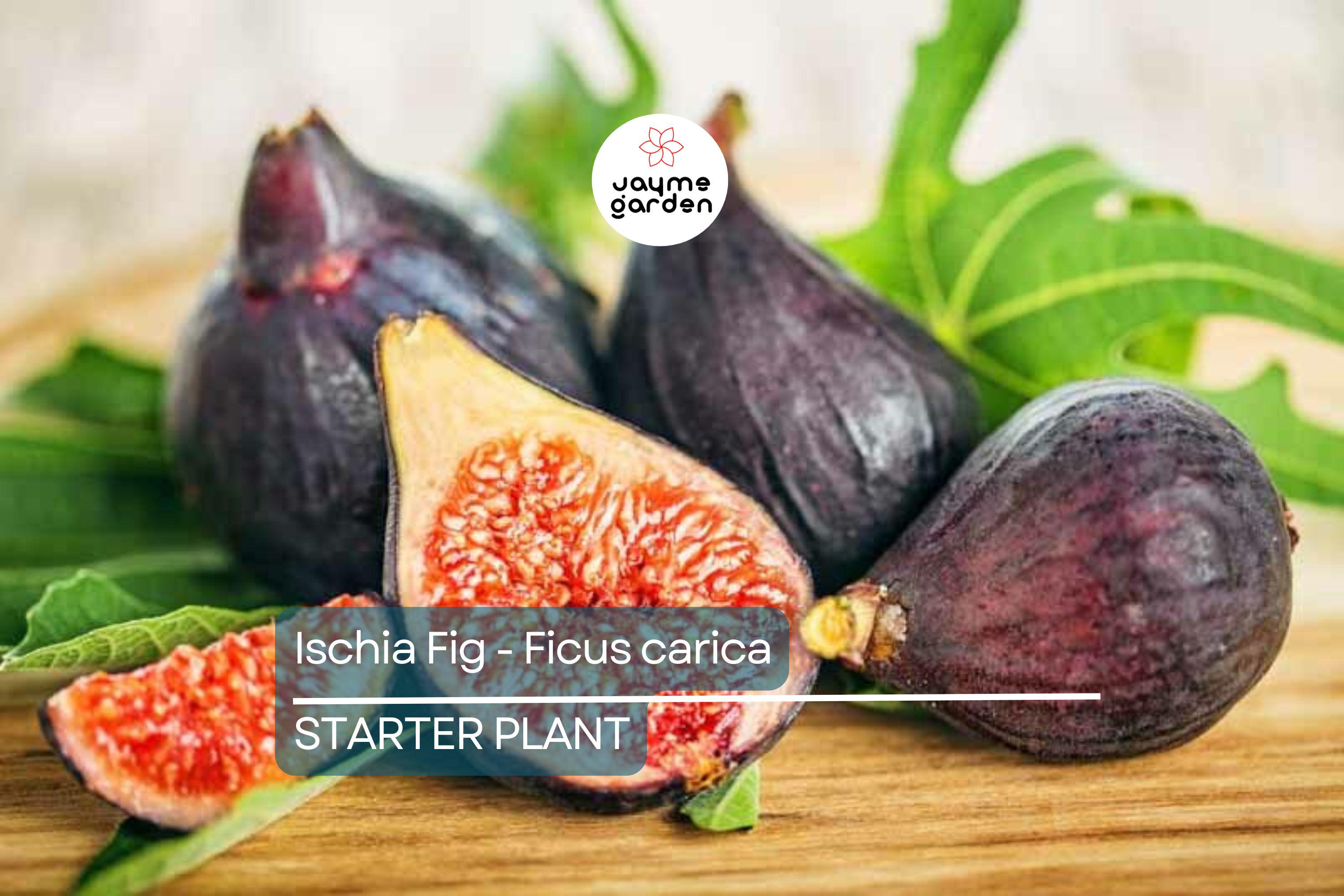 Ischia Fig - Ficus carica | Live Well-Rooted Starter Plant | Spring Special | Sweet Berry Flavor | Zone 6-9