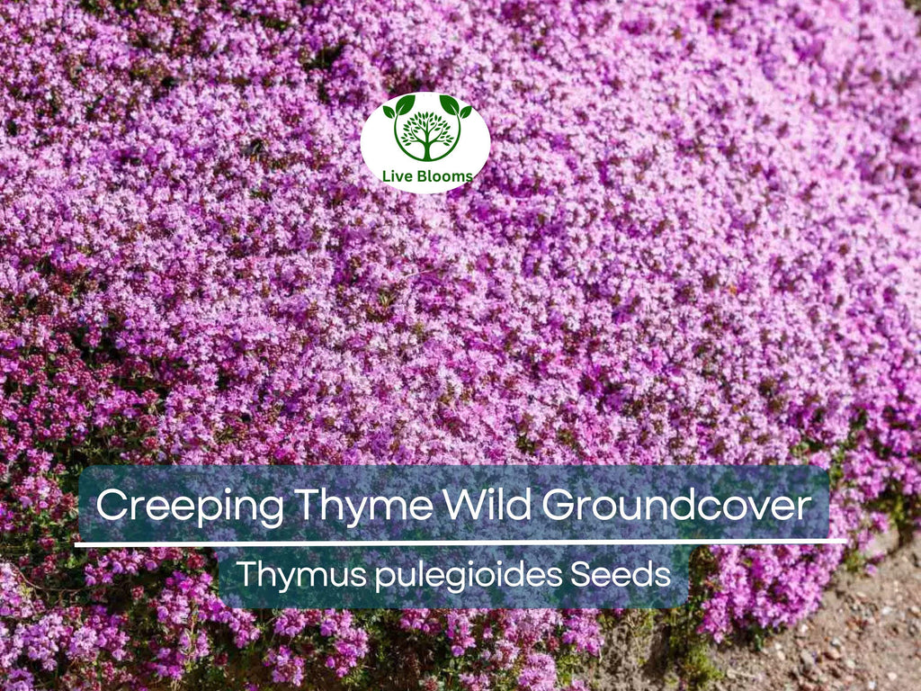 500 Seeds Creeping Thyme Wild Groundcover, Perennial, Purple Flowers, Non-GMO, Fragrant, Bee-Friendly, Low Maintenance, Drought Tolerant
