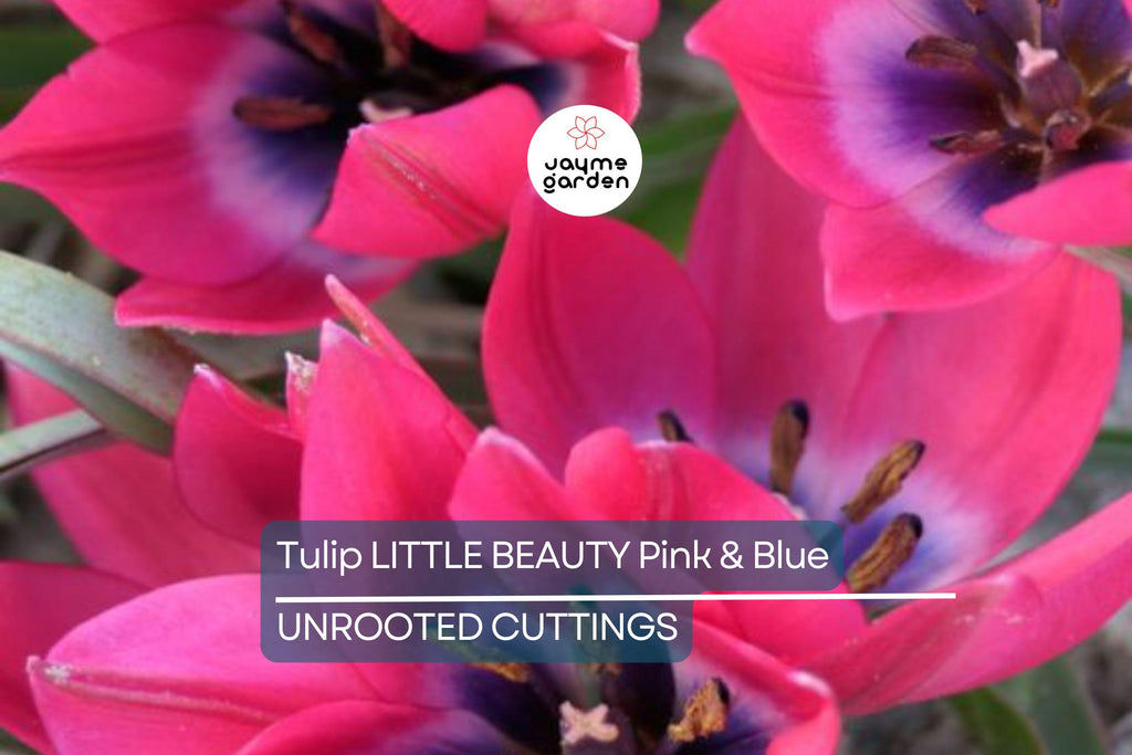 Tulipa ‘Little Beauty’ – 5 Tulip Bulbs, 6" Dwarf Variety, Pink & Blue Blooms, Perennial, Easy to Grow