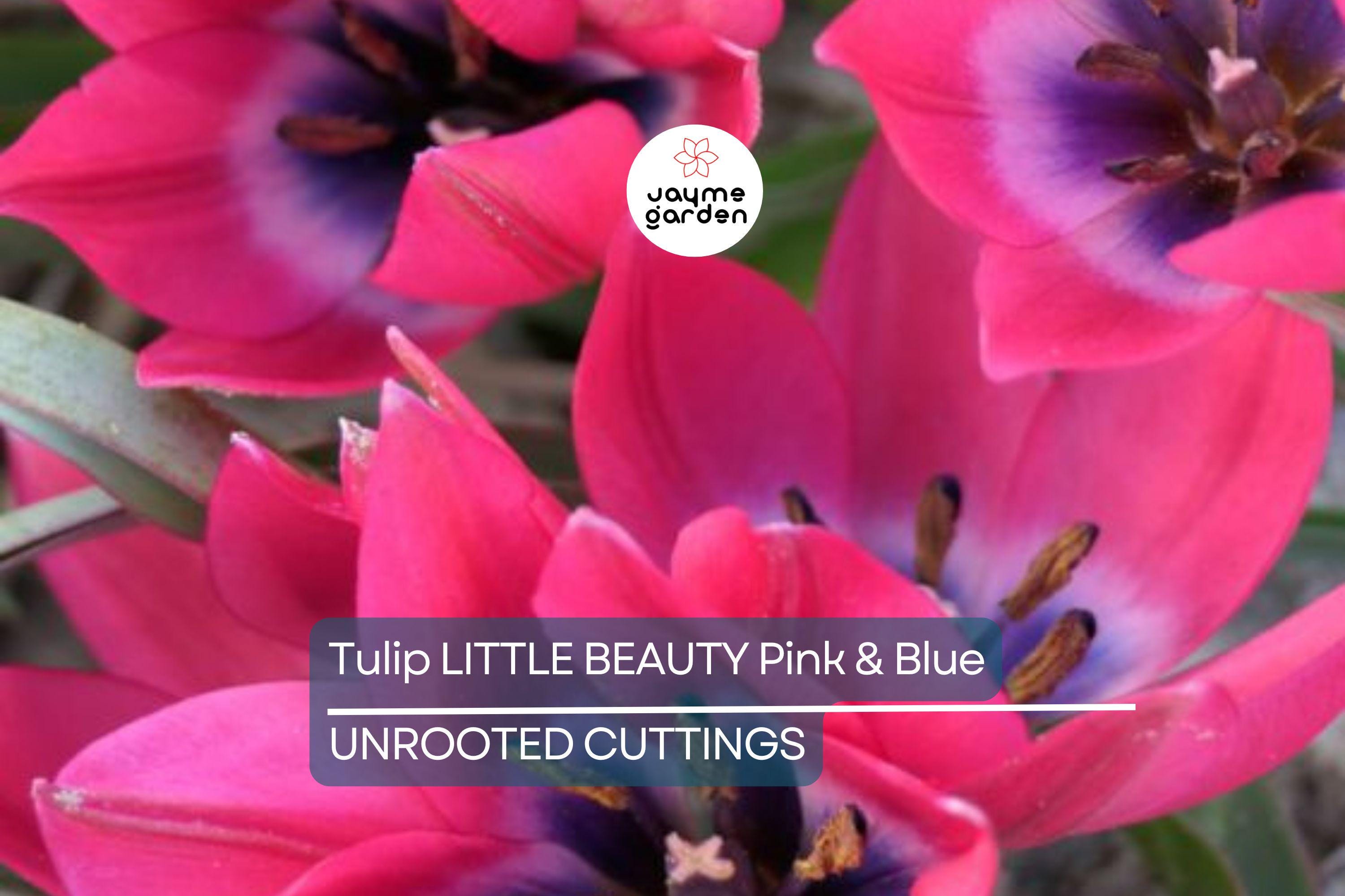 Tulipa ‘Little Beauty’ – 5 Tulip Bulbs, 6" Dwarf Variety, Pink & Blue Blooms, Perennial, Easy to Grow