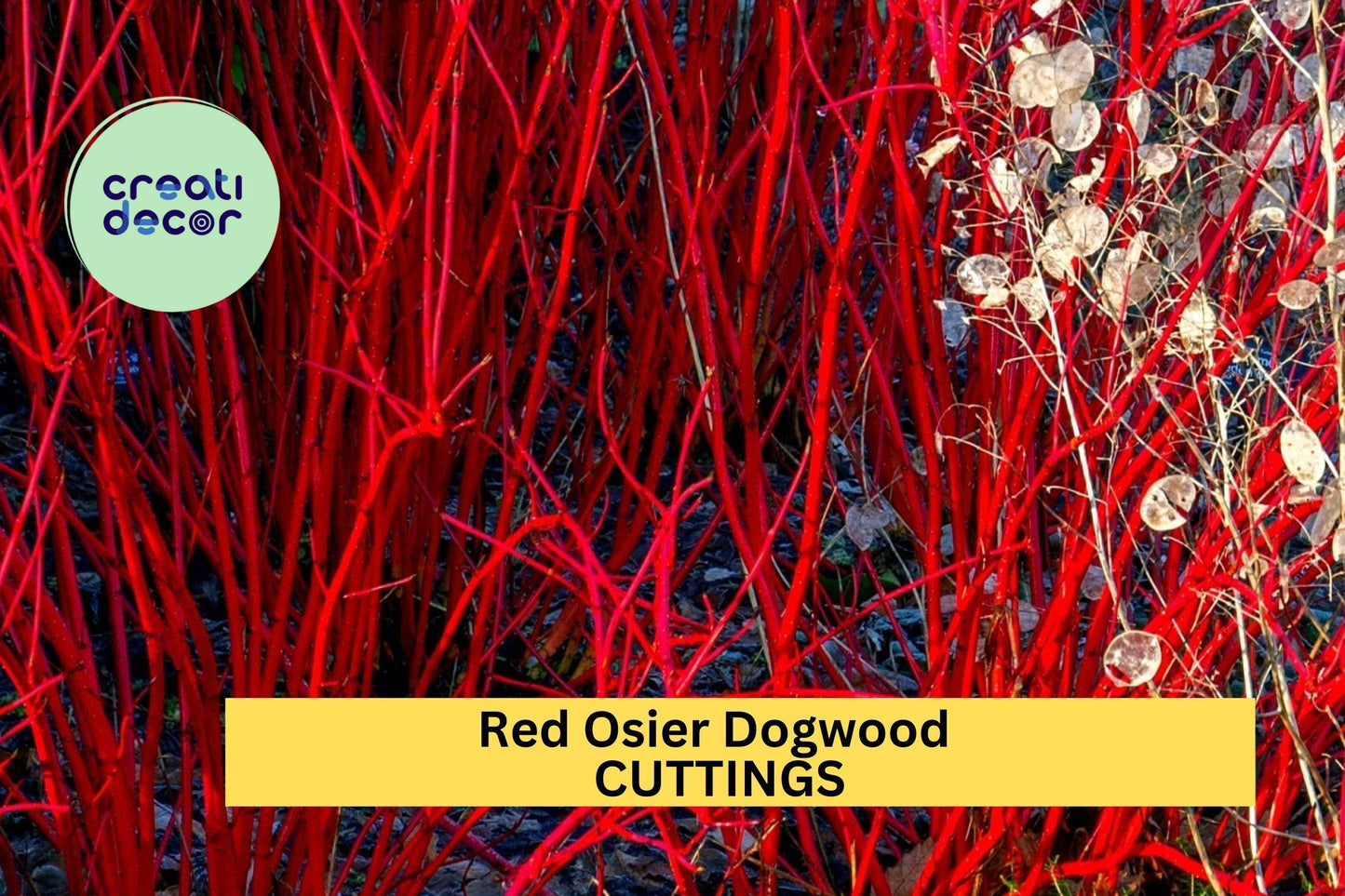 30 Red Osier Dogwood Cuttings – 10" Hardwood Stems for Propagation, Landscaping, Hedges & Wildlife Gardens – USA