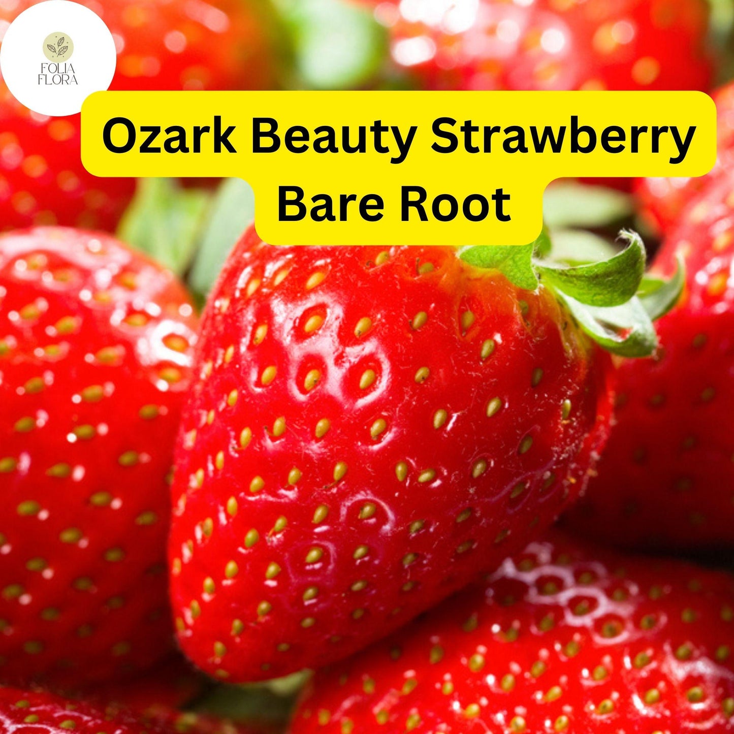 10 Ozark Strawberry Plants | Live Bare Root Everbearing | Fragaria × ananassa Garden Fruit
