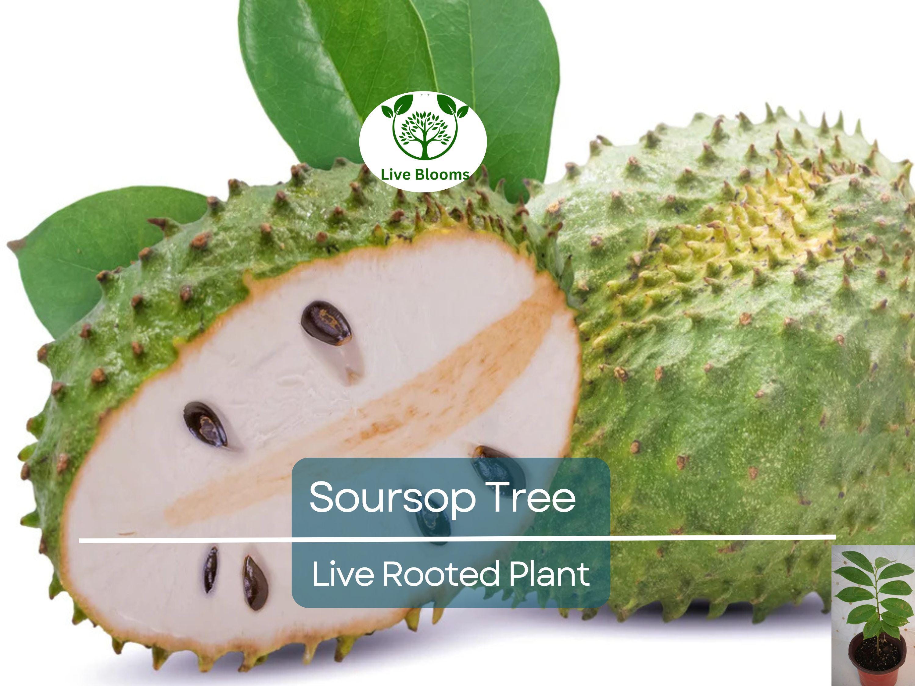 1 Soursop Tree Guanábana 4" Tropical Fruit Tree in Pot - Annona muricata, Sweet & Tangy Fruit, Easy to Grow, Exotic Tropical Tree for Garden
