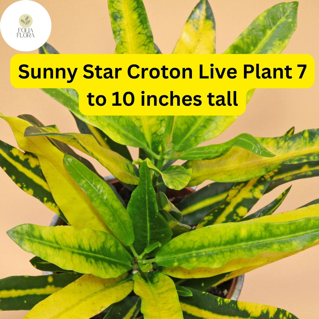 1 Codiaeum Variegatum ‘Sunny Star’ – Croton Bare Root Live Plant 7-10” Tall – Vibrant Tropical Foliage