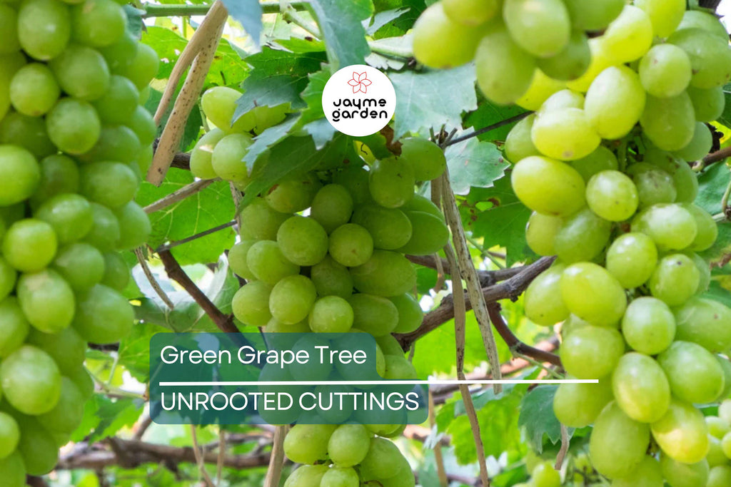 Green Grape Tree Cutting Vine with Pot – Live Sweet Seedless Small Fruit Plant, Perfect for Outdoor Gardens