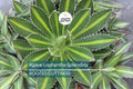 Agave Lophantha 'Splendida' – Rare Center Stripe Agave Succulent – 3" Tall Starter Plant – Exotic & Hardy