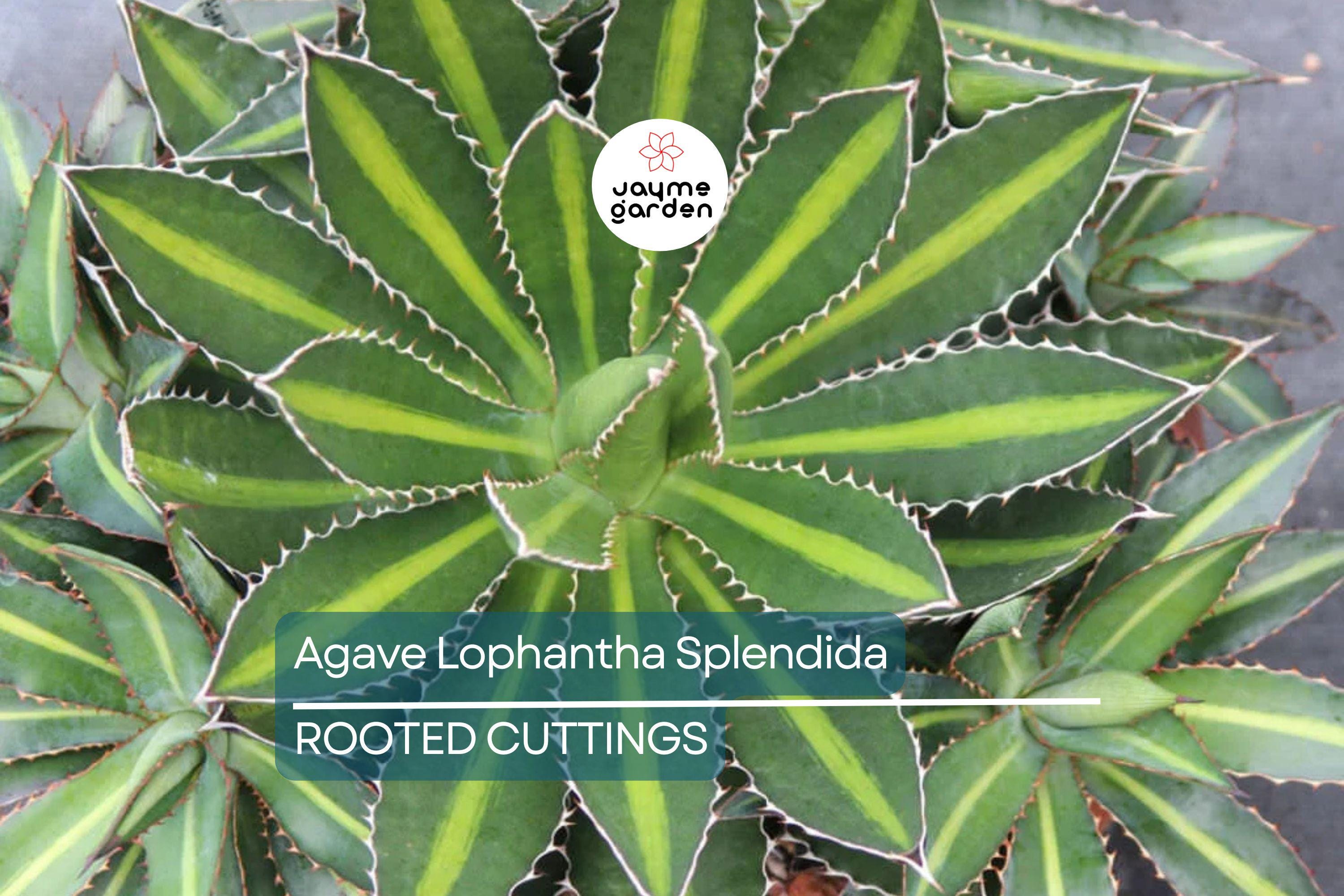 Agave Lophantha 'Splendida' – Rare Center Stripe Agave Succulent – 3" Tall Starter Plant – Exotic & Hardy