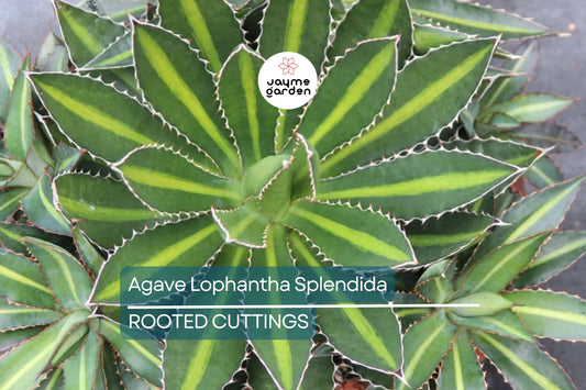 Agave Lophantha 'Splendida' – Rare Center Stripe Agave Succulent – 3" Tall Starter Plant – Exotic & Hardy