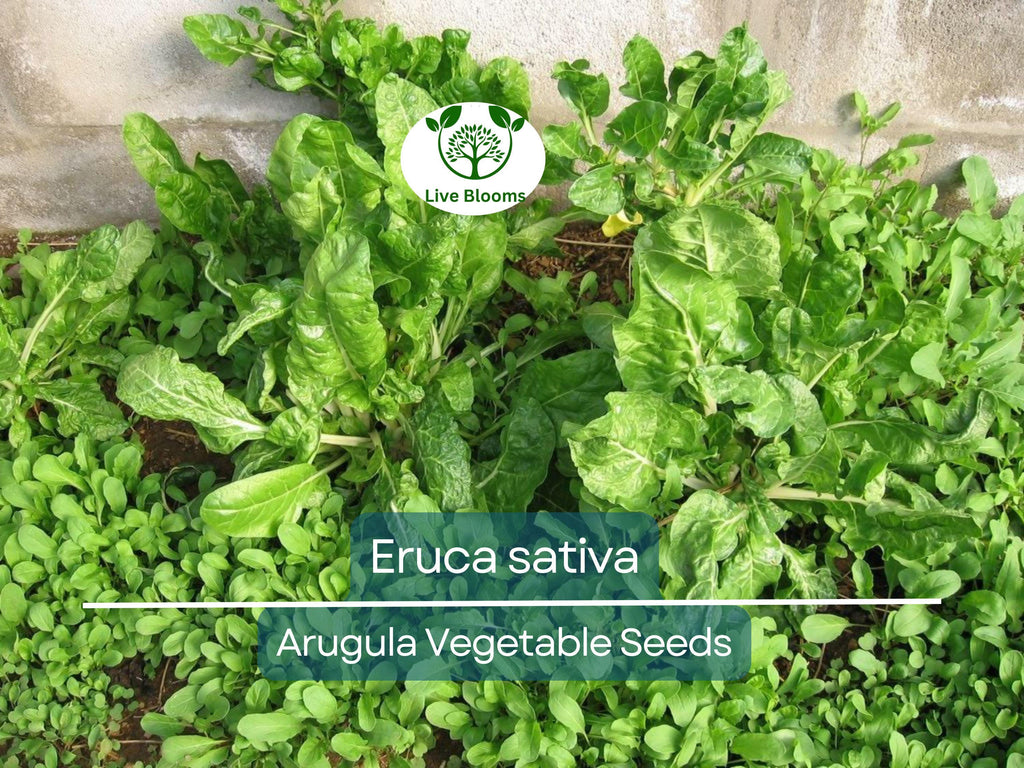 700 Seeds Arugula (Eruca sativa) – Non-GMO, Heirloom, Fast Growing, Perfect for Garden, Organic Planting, Great for Salads & Healthy Dishes