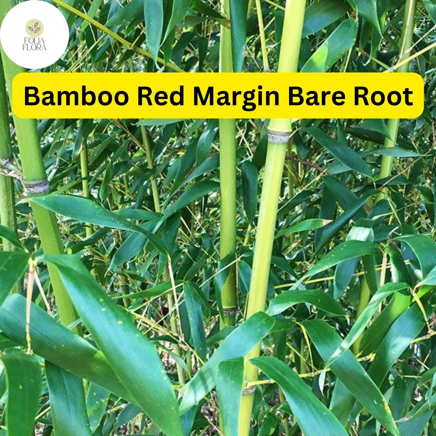 1 Live Bare Root Plant Bamboo Red Margin, Phyllostachys Rubromarginata, Hardy Fast-Growing Bamboo