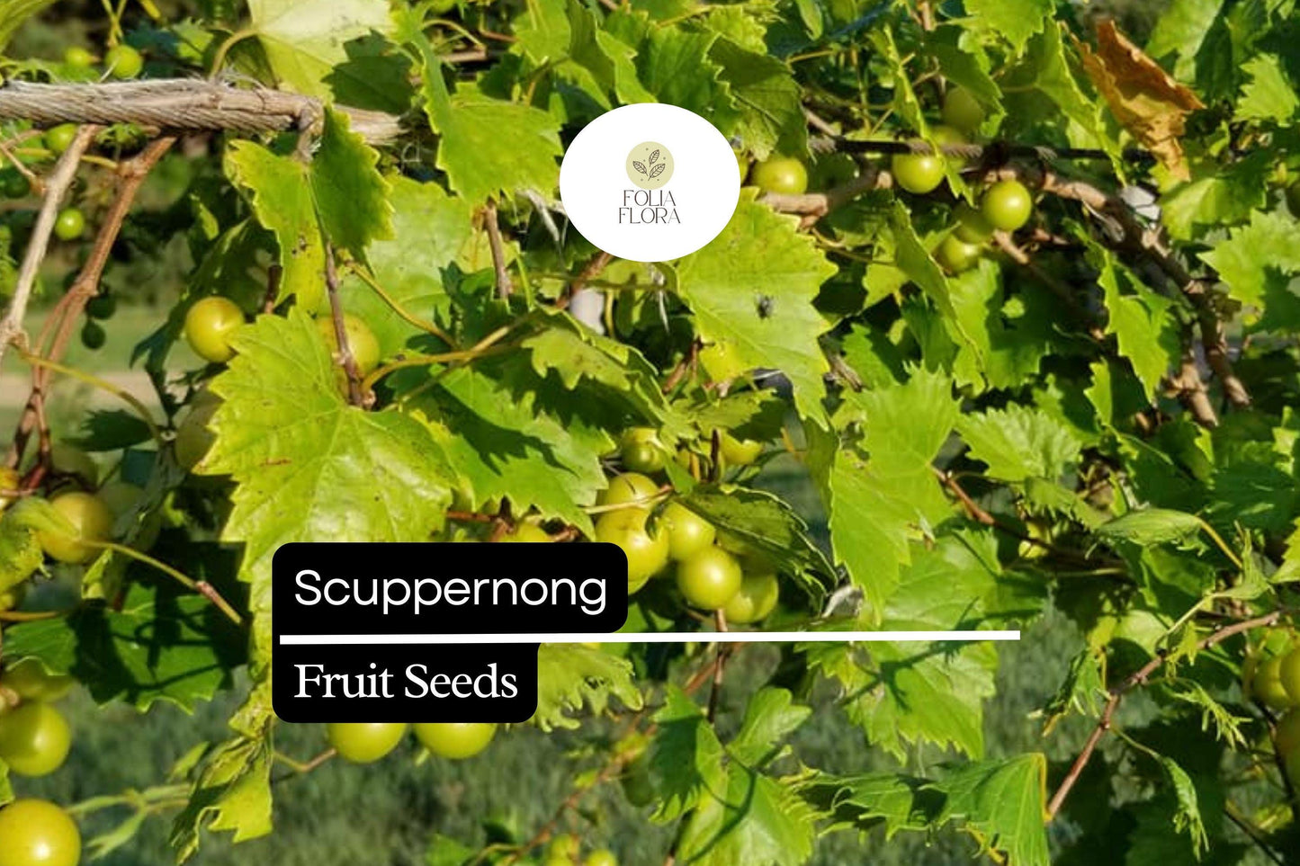 Scuppernong Grape Seeds (Vitis rotundifolia) | 5 Seeds | Grow Sweet Muscadine Grapes | Edible, High-Yield Vine
