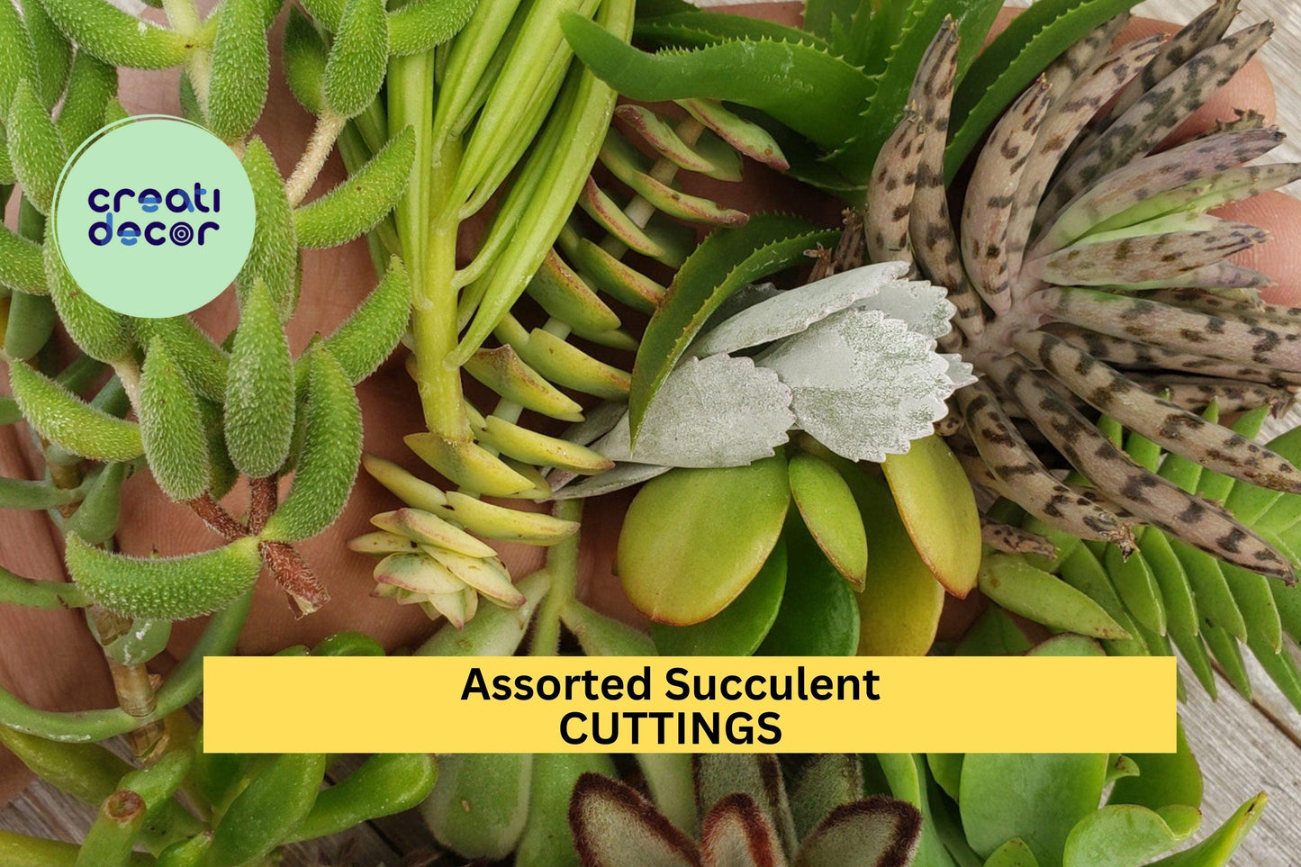 20 Assorted Succulent Cuttings – 18 Varieties | Unrooted Mixed Cuttings for DIY Gardens, Pots, Terrariums, or Party Favors