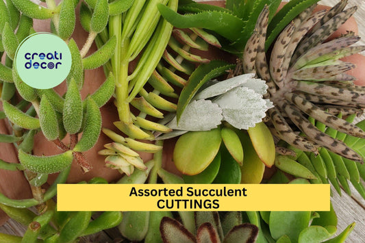 20 Assorted Succulent Cuttings – 18 Varieties | Unrooted Mixed Cuttings for DIY Gardens, Pots, Terrariums, or Party Favors