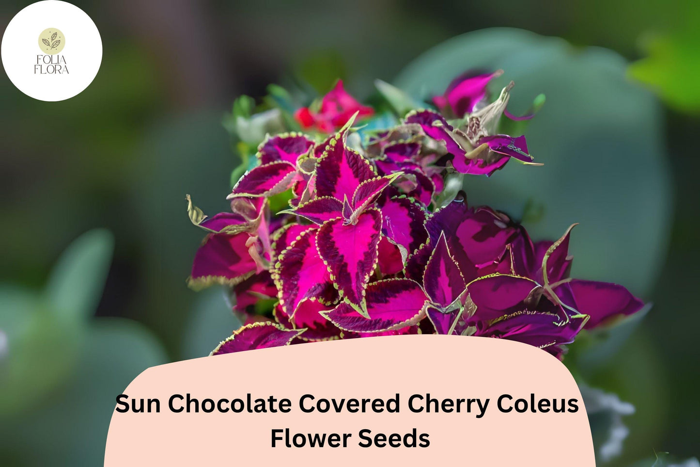 25+ Sun Chocolate Covered Cherry Coleus Seeds | Premium Shade Plant | Red Green Foliage Annual | Garden Bedding Seeds