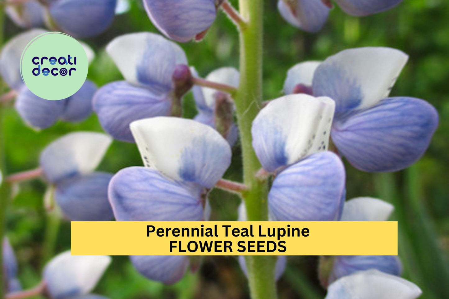 25+ Perennial Teal Lupine Seeds – Unique Blue-Green Flower Spikes for Garden Planting, Hardy Pollinator-Friendly Blooms – USA