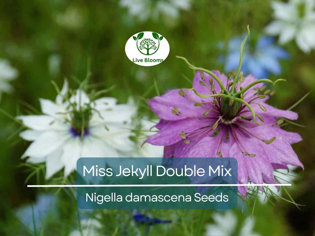 200 Love-in-a-Mist Seeds - Miss Jekyll Double Mix | Nigella damascena, Cottage Garden Flower, Non-GMO, Heirloom, Pollinator Friendly
