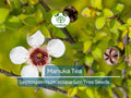 100 Manuka Tea Tree Seeds (Leptospermum scoparium), Honey Bush, New Zealand, Grow Your Own Manuka Honey, Hardy & Aromatic