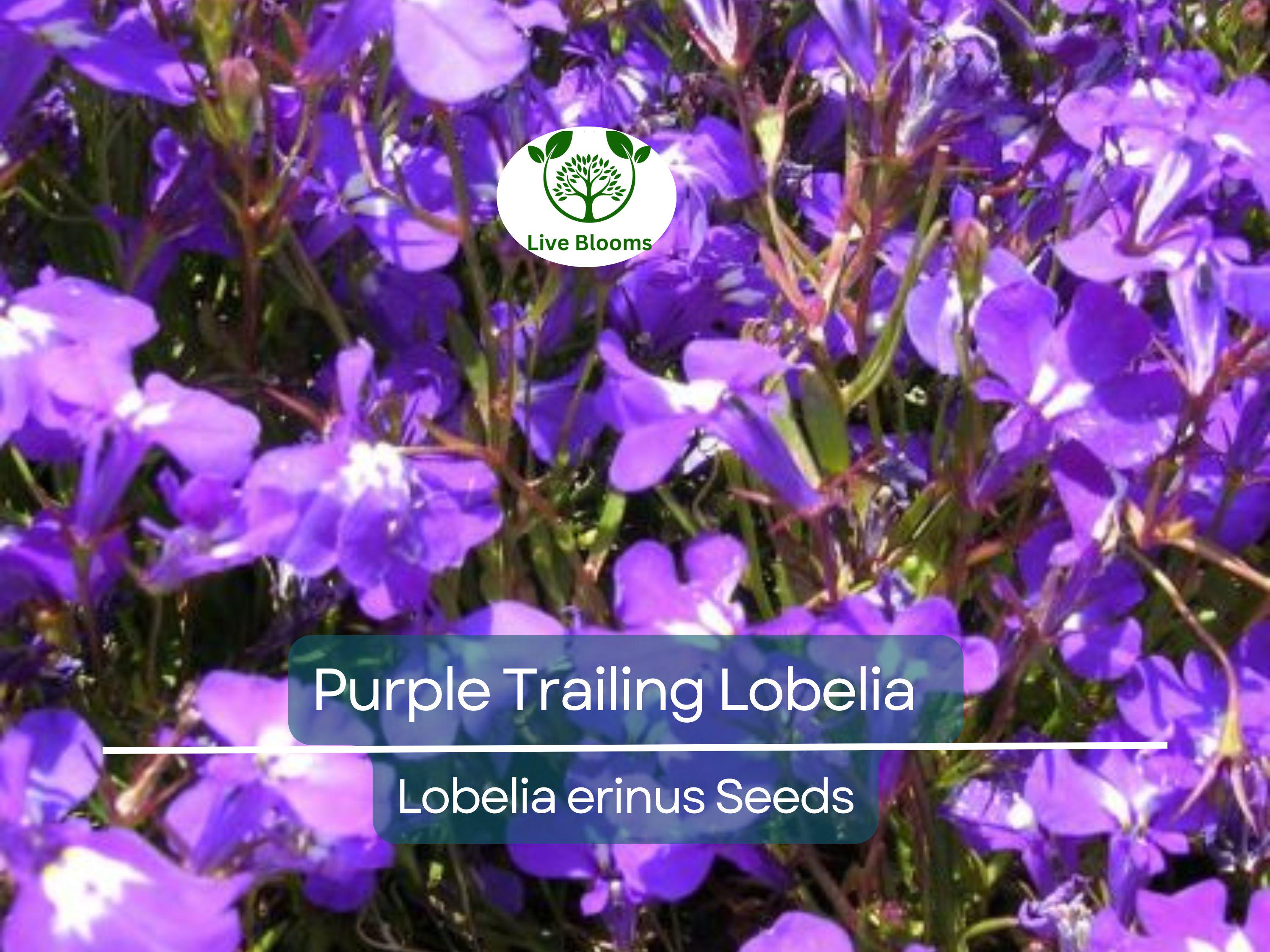 600 Purple Trailing Lobelia Seeds | Ground Cover, Hanging Basket, Annual Flower | Beautiful Cascading Blooms, Low Maintenance, Easy Grow
