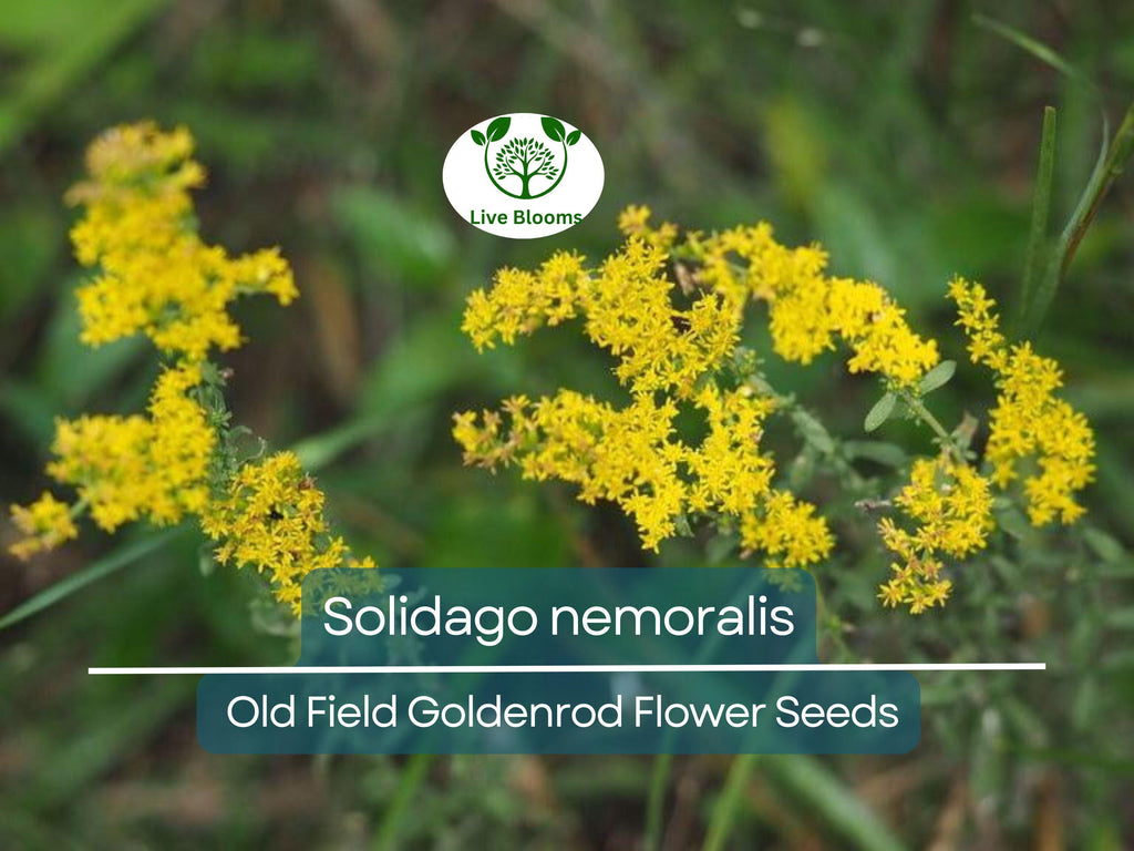 500 mg Seeds Solidago nemoralis (Old Field Goldenrod) for Planting, Native Perennial Wildflower for Pollinator Gardens & Natural Landscaping