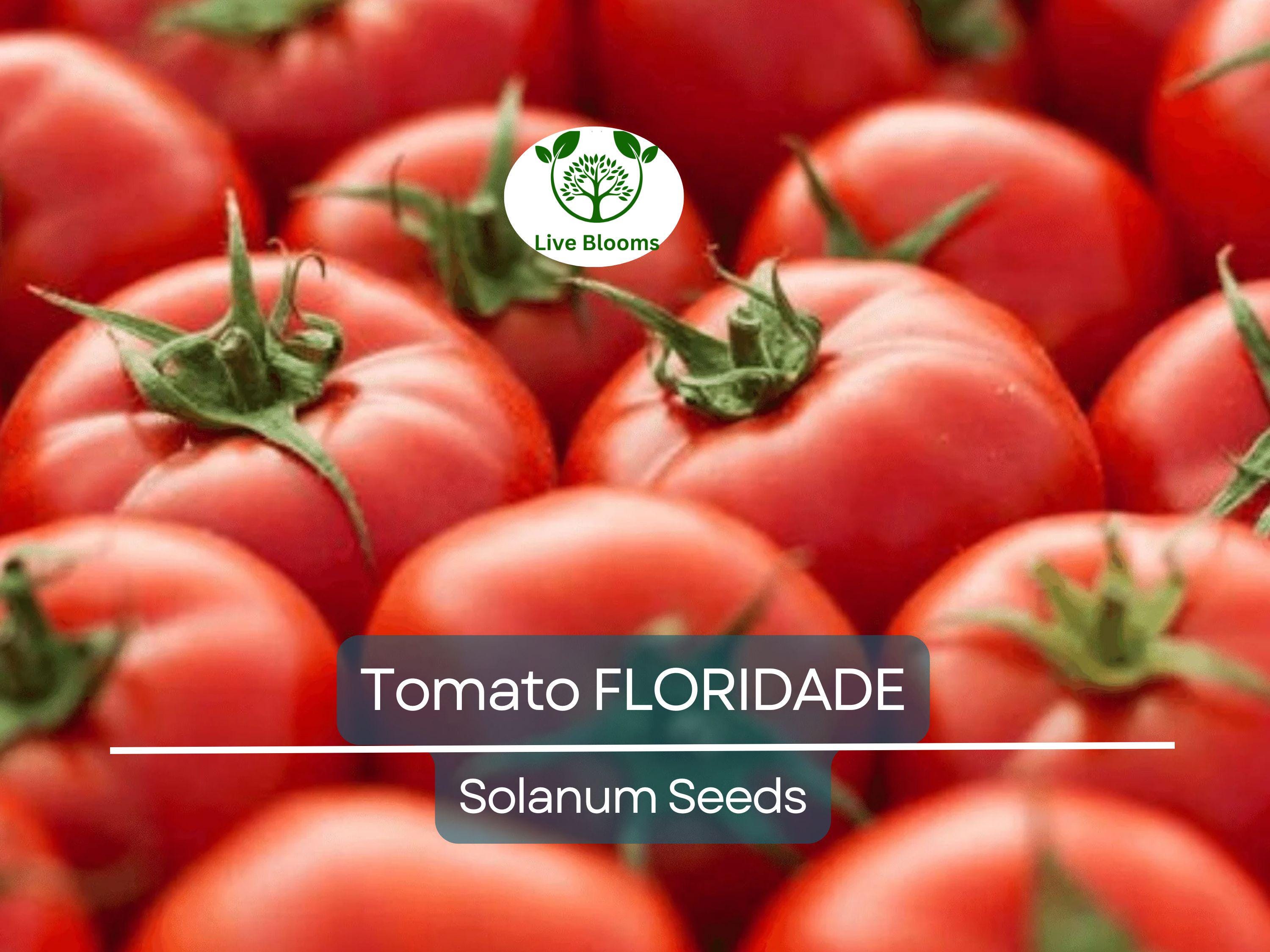 100 Floridade Tomato Seeds – Heirloom Determinate Variety | Lycopersicon esculentum | Non-GMO | Heat-Tolerant Slicing Tomato