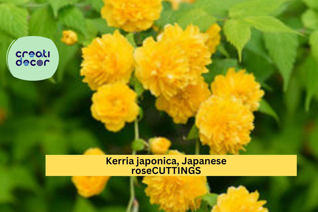 10 Kerria Japonica Cuttings | Japanese Rose Miracle Marigold | Unrooted Flowering Shrub Starter | Bright Yellow Blooms