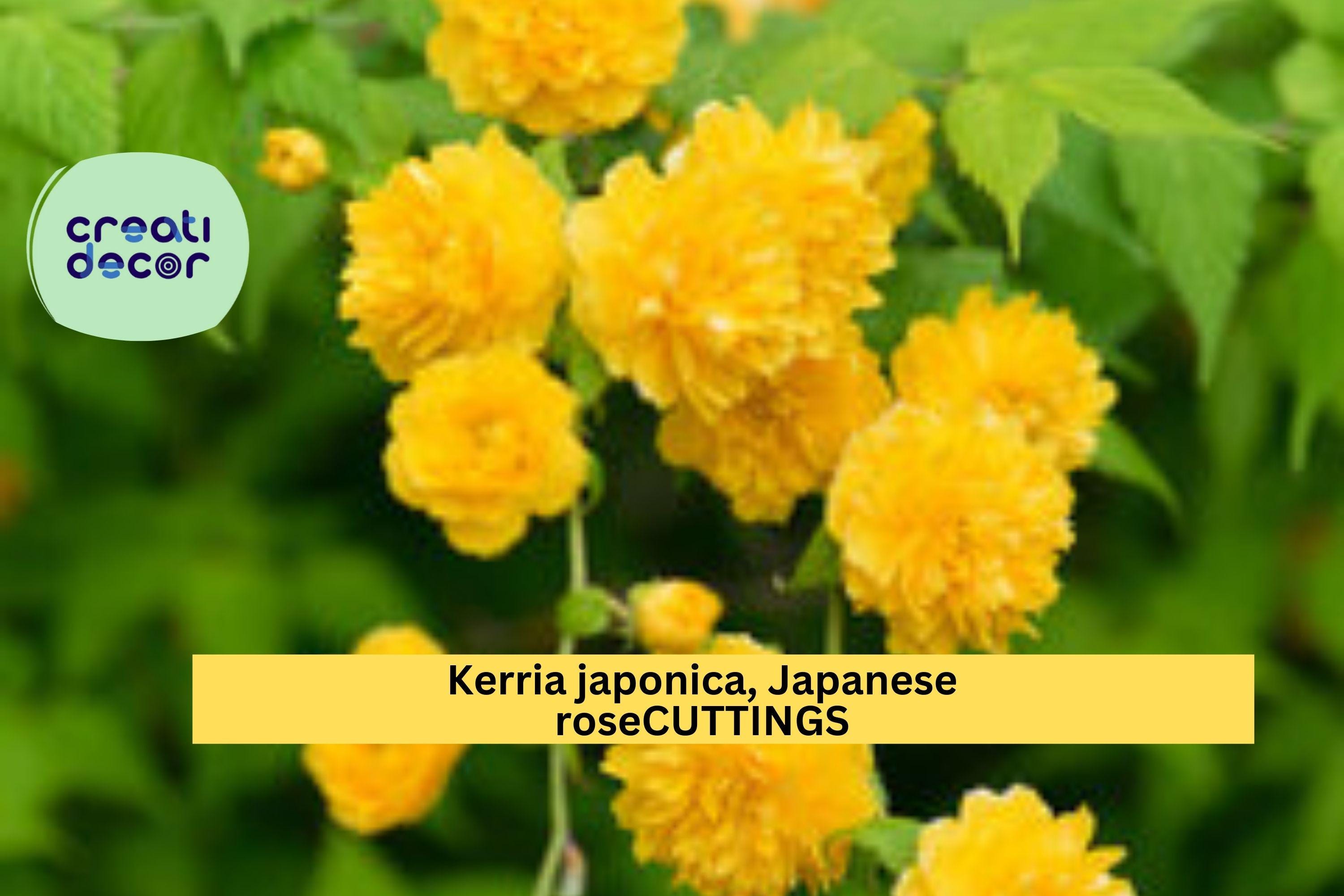 10 Kerria Japonica Cuttings | Japanese Rose Miracle Marigold | Unrooted Flowering Shrub Starter | Bright Yellow Blooms