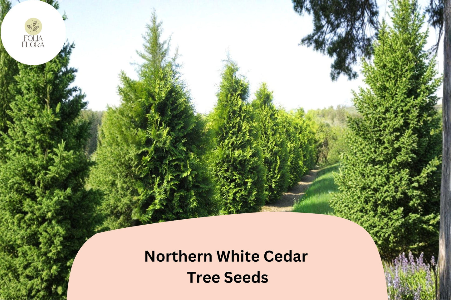 Eastern Arborvitae Seeds 50 | Thuja occidentalis Northern White Cedar Evergreen Tree Seeds